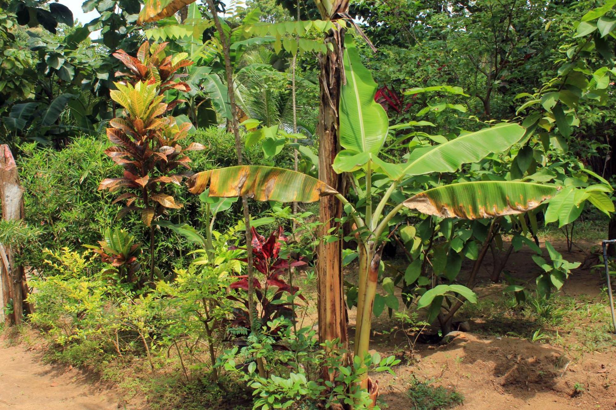 Suba Home Stay Sigiriya Eksteriør billede